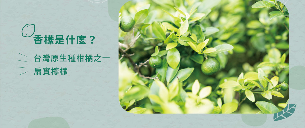 香檬是什麼詳情圖｜三輩田Treeple－優質農產品專家